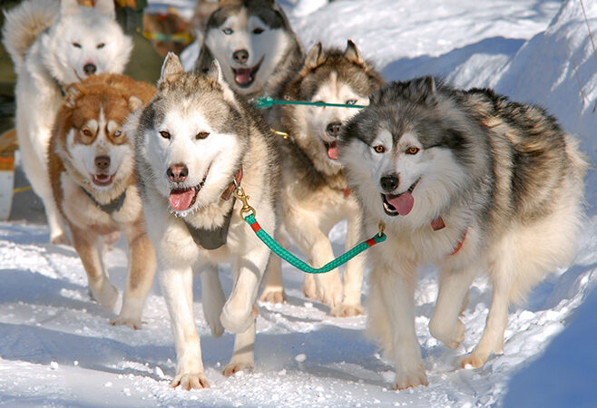 dogsledding_wolf_product2-1